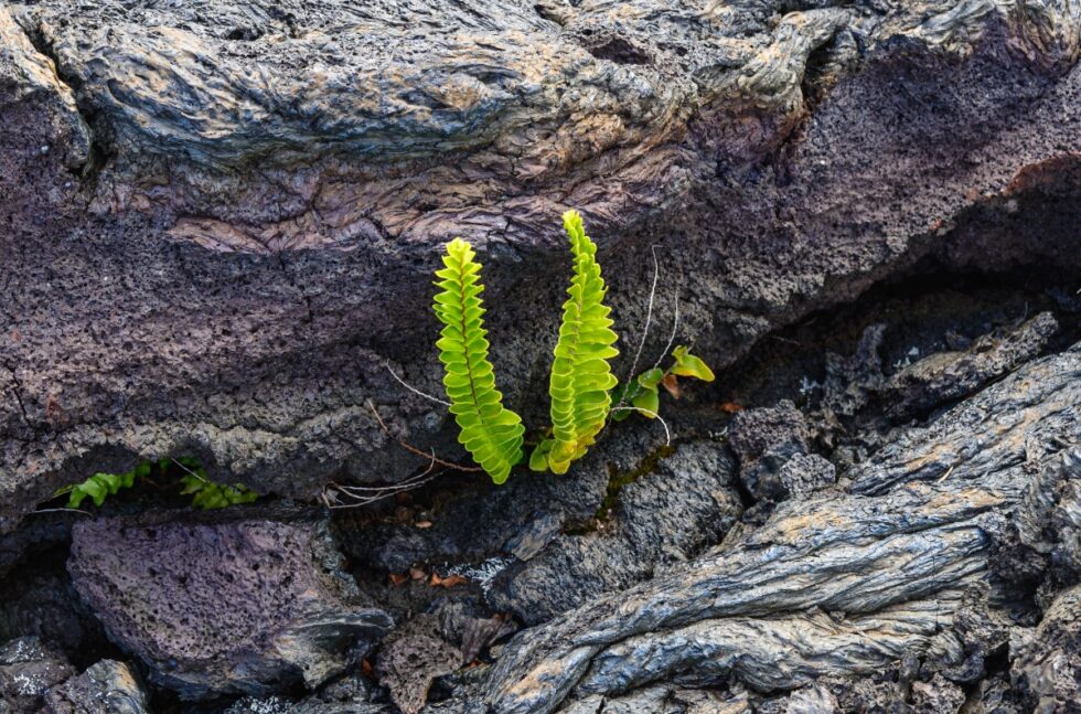 Resilience The Art Of The Bounce Back Cognomie